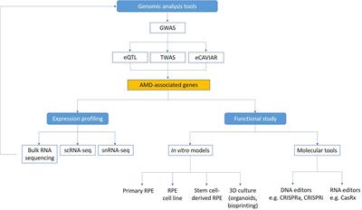 New Technologies to Study Functional Genomics of Age-Related Macular Degeneration